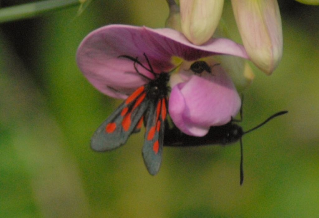 Quale Zygaena?